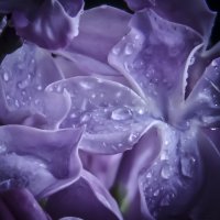 &quot;Violetinė rasa&quot; Birutė Simanavičienė